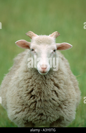 Zoologie / animaux, Mammifères Mammifères /, moutons, (Ovis), Heidschnucke, blanc-duc Heidschnucke, debout sur un pré, distribution : Banque D'Images