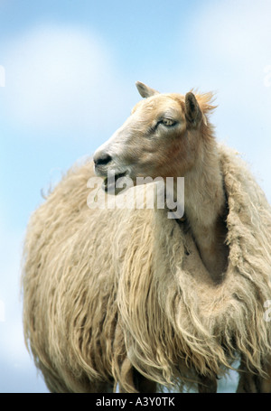 Zoologie / animaux, Mammifères Mammifères /, moutons, (Ovis), mouton, Icelandinc article, distribution : l'Islande, l'animal, mouton domestique, Banque D'Images