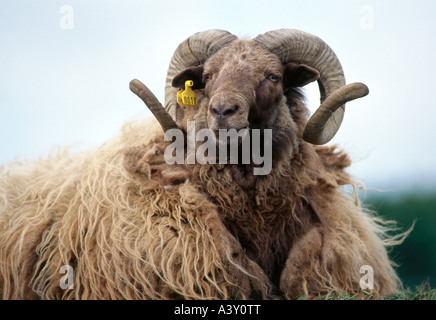 Zoologie / animaux, Mammifères Mammifères /, moutons, (Ovis), mouton, Icelandinc article, distribution : l'Islande, l'animal, mouton domestique, Banque D'Images