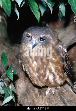 Zoologie / animaux, oiseaux, oiseaux / Boobook (Ninox novaeseelandiae), assis, sur branch, close-up, répartition, en vue frontale Banque D'Images