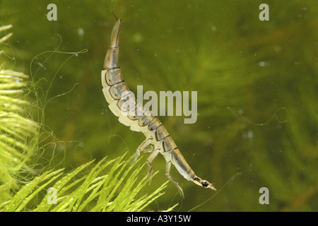 Étang, étang commun beetle (Acilius sulcatus), larves sur feuille, Allemagne, Bavière, Oberbayern Banque D'Images