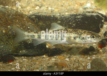 Saumon atlantique (population du lac in U.S./Canada : lac ouananiche, saumon atlantique, ouananiche, saumon) Sebago (Salmo salar), o Banque D'Images