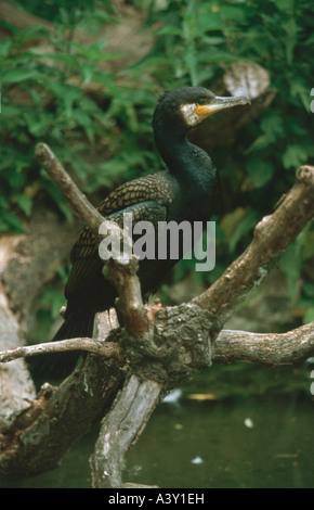 Zoologie / animaux / Oiseaux, oiseaux, le Grand Cormoran (Phalacrocorax carbo), assis sur la distribution, de la direction générale : l'Europe, l'Australie, Af Banque D'Images