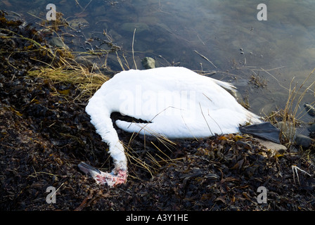 Dh les cygnes tuberculés cygnes morts Royaume-uni tête mutilée sur le rivage de Loch swan Harray Orkney Banque D'Images