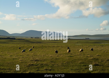 Dh UK MOUTONS moutons paissant dans le champ d'Orkney Stenness Banque D'Images