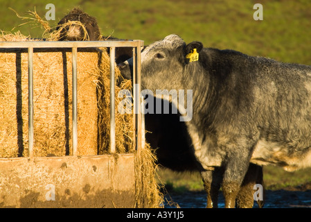 Dh l'élevage des vaches de boucherie vache britannique dans la zone d'alimentation d'hiver de l'alimentation de l'élevage des contenants d'aliments Banque D'Images