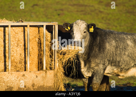 Dh l'élevage des vaches de boucherie UK Cow eating fourrage d'hiver dans la zone de collecte de conteneurs alimentaires nourris de fourrage uk Banque D'Images