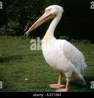 Zoologie / animaux / Oiseaux, oiseaux, Pélican frisé, (Pelecanus crispus), Standing in meadow, close-up, distribution : Eurasie, un Banque D'Images