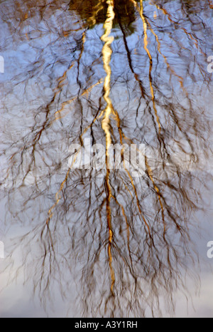 Bouleau commun, le bouleau verruqueux, bouleau blanc européen, le bouleau blanc (Betula pendula, Betula alba), la mise en miroir dans l'eau en hiver, Banque D'Images