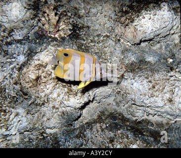 Zoologie / animaux, poissons,, (chelmon à bec médiocre (Chelmon Rostratus)), en Great Barrier Reef, la distribution : Pacifique Indo Banque D'Images