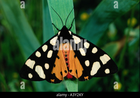 Zoologie / animaux, insectes, papillons, crème-spot (Arctia villica, Tigre), assis sur feuille, distribution : l'Afrique du Nord, Euro Banque D'Images