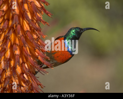 Collier Double moindre Chalcomitra chalybeus chalybeus sunbird sur l'Aloe ferox Banque D'Images