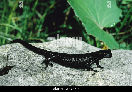 Zoologie / animaux, amphibien, salamander, Alpine, salamandre (Salamandra atra), sur des pierres, distribution : région des Alpes, de l'Ouest B Banque D'Images