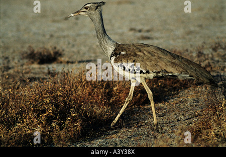 Zoologie / animaux / Oiseaux, oiseaux, la grande outarde (Otis tarda), femme, marche, répartition géographique : Afrique, animal, oiseau, Otididae, Banque D'Images