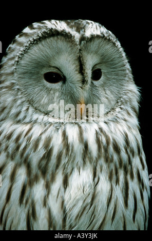 'Zoologie / animaux / oiseau, aviaire, chouette de l'Oural (Strix uralensis),, détails : tête, 'Nationalpark Bayerischer Wald', distribution : N Banque D'Images