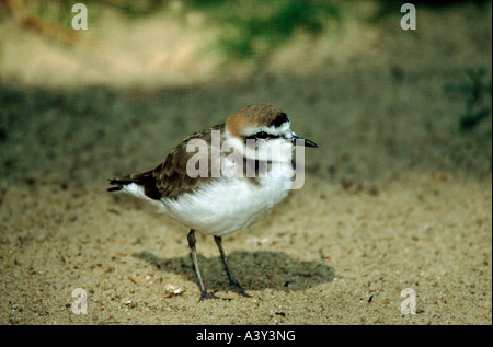 Zoologie / animaux / oiseaux aviaire,,, Gravelot Charadrius alexandrinus), (debout dans le sable, Texel, distribution : coa Banque D'Images