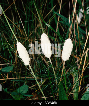 Zoologie / animaux, insectes, cigale, Commun Froghopper (Philaenus spumarius,), développement : larve au brin d'herbe, close-up, di Banque D'Images