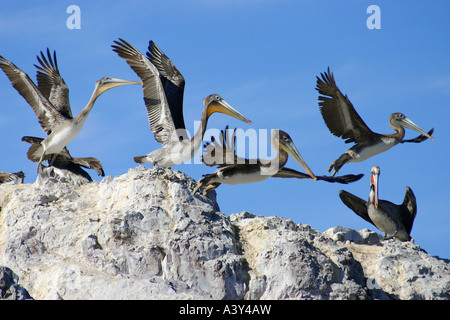 Pélican brun (Pelecanus occidentalis), groupe de rock qui décolle, Mexique Banque D'Images