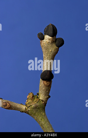 Frêne commun, frêne (Fraxinus excelsior), les bourgeons en hiver Banque D'Images