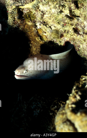 Zoologie / animaux, poissons, murènes, parsemé de Malaisie (Siderea grisea, Moray), dans la grotte, Mer Rouge, distribution : Mer Rouge, Pacifique Indo Banque D'Images