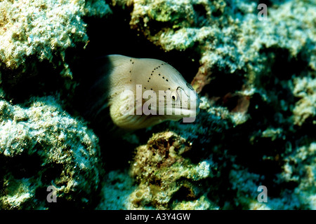 Zoologie / animaux, poissons, murènes, parsemé de Malaisie (Siderea grisea, Moray), dans la grotte, Mer Rouge, distribution : Mer Rouge, Pacifique Indo Banque D'Images