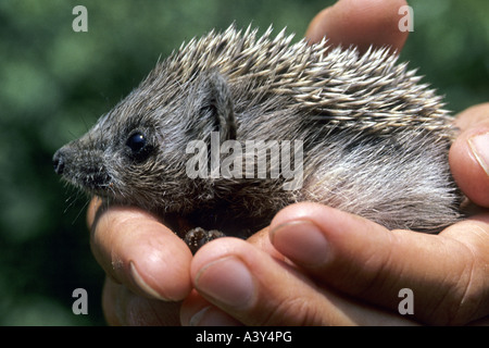 Hérisson hérisson d'Europe de l'ouest, (Erinaceus europaeus), sur les mains Banque D'Images