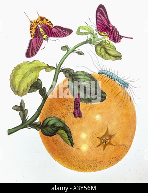 La botanique, des fruits avec Caterpillar et butterfly, gravure, colorés à l'aquarelle, par Anna Maria Sibylla Merian, (1647 - 1717), de 'Metamorphosis insectorum surinamensium", Amsterdam, 1705, collection privée, illustration, 19e siècle, l'artiste a le droit d'auteur , de ne pas être effacé Banque D'Images