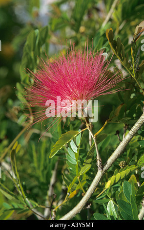 Arbre généalogique powderpuff (Calliandra spec.), l'Australie, de l'inflorescence Banque D'Images