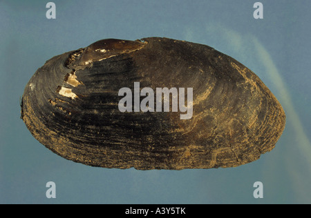 Moule perlière d'eau douce (moule perlière écossais), l'est pearlshell (Margaritifera margaritifera), shell, Allemagne, Bavière, Bav Banque D'Images