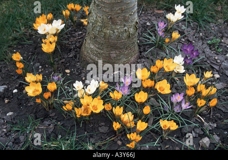 Crocus Crocus du printemps, néerlandais (Crocus vernus, Crocus neapolitanus), qui fleurit en différentes couleurs Banque D'Images