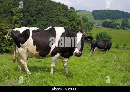 Vache de race Frisonne, Alsop en le Dale, près de Ashbourne, parc national de Peak District, Derbyshire, Angleterre Banque D'Images