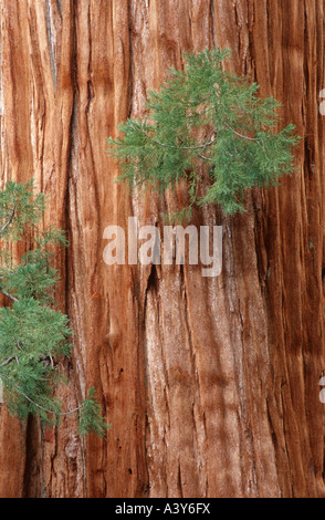 Le séquoia géant, géant (Sequoiadendron giganteum), détail du tronc avec de jeunes branches, USA, Californie, Sequoia NP, Sier Banque D'Images