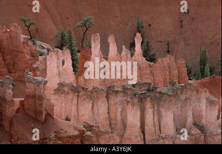 Le pin (Pinus edulis), Bryce Canyon Modèle d 'érosion de grès, USA, Utah, Bryce Canyon NP, plateau Paunsaugunt Banque D'Images