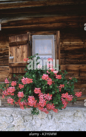 Géranium (Pelargonium spec.), fleurs à fenêtre d'hutte de montagne, l'Allemagne, la Bavière, les Alpes Banque D'Images