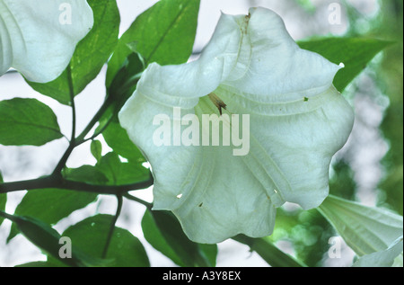 White Angel's Trumpet (Brugmansia Brugmansia x candida, Candida, Datura, Datura candida, candida x) Banque D'Images