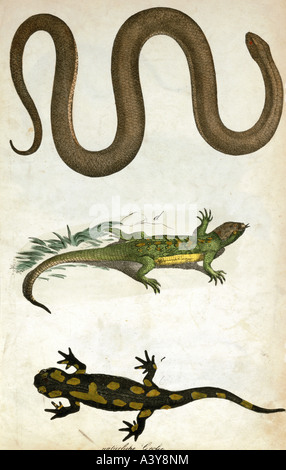 Zoologie / animal, reptiles / amphibiens, ver lent, canard et salamandre de feu, lithographie colorée, de 'Naturgeschichte, Amphien, Fische, Weich - und Schalentiere für die Schule', von Dr. G.H. von Schwarz, Esslingen, Allemagne, 1843, Banque D'Images