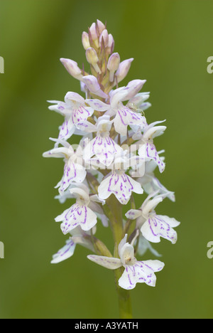Heath spotted orchid (Dactylorhiza maculata s.l.), l'inflorescence, variante blanc, Allemagne Banque D'Images