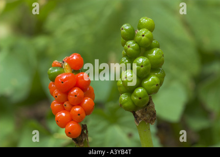 Lords-and-ladies, Portland à l'arrowroot, cuckoopint (Arum maculatum), deux, l'un avec infrutescences venu l'autre avec f immatures Banque D'Images