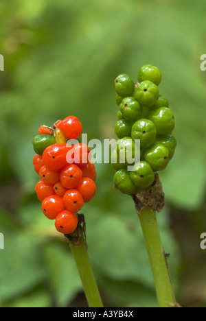 Lords-and-ladies, Portland à l'arrowroot, cuckoopint (Arum maculatum), deux, l'un avec infrutescences venu l'autre avec f immatures Banque D'Images