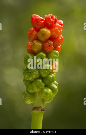 Lords-and-ladies, Portland à l'arrowroot, cuckoopint (Arum maculatum), l'infructescence avec mûrs et les fruits immatures, Allemagne Banque D'Images