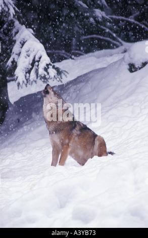 Loup hurlant Canis lupus en chute de neige d'hiver en captivité forêt de Bavière Haut-palatinat Bavaria Allemagne Europe Banque D'Images