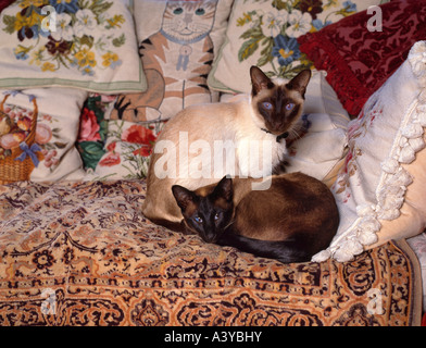 Les chats siamois sur canapé Banque D'Images