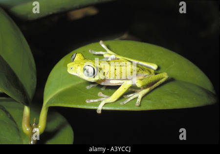 , Seul animal assis sur une feuille, le Costa Rica Banque D'Images