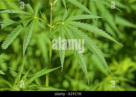 Le chanvre indien, la marijuana, mary jane (Cannabis sativa), les feuilles, l'Allemagne, Bade-Wurtemberg Banque D'Images