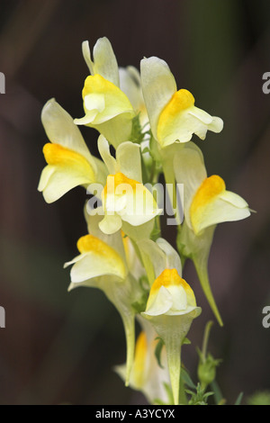 Linaire vulgaire, la linaire jaune, ramsted, le beurre et les oeufs (Linaria vulgaris), l'inflorescence, Allemagne, Bade-Wurtemberg Banque D'Images