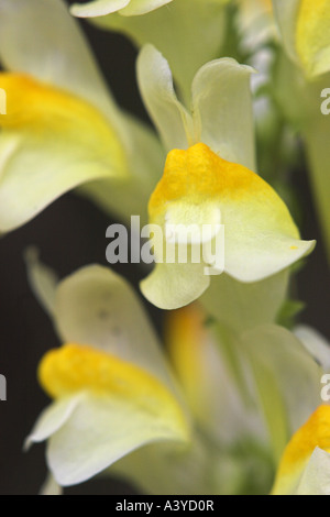 Linaire vulgaire, la linaire jaune, ramsted, le beurre et les oeufs (Linaria vulgaris), l'inflorescence ; détail, Allemagne, Baden-Wuerttembe Banque D'Images