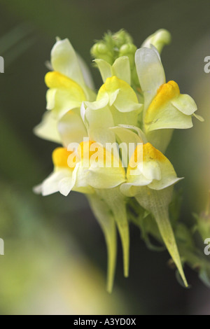 Linaire vulgaire, la linaire jaune, ramsted, le beurre et les oeufs (Linaria vulgaris), l'inflorescence, Allemagne, Bade-Wurtemberg Banque D'Images