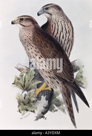 Zoologie / animal, aviaire / oiseau, falconidae, saker falcon, (falco Cherrug), lithographie de couleur, par Edward Lear, de 'Birds of Europe', volume I, par John Gould (1804 - 1881), Londres, 1832 / 1837, collection privée, , Banque D'Images