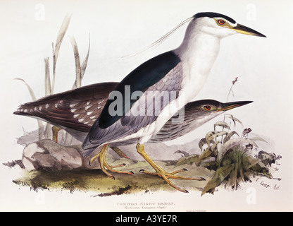 Zoologie / animal, aviaire / oiseau, ardeidae, heron de nuit à couronne noire, (nycticorax nycticorax), lithographie colorée, par Edward Lear, de 'Birds of Europe', par John Gould (1804 - 1881), Londres, 1832 / 1837, collection privée, , Banque D'Images