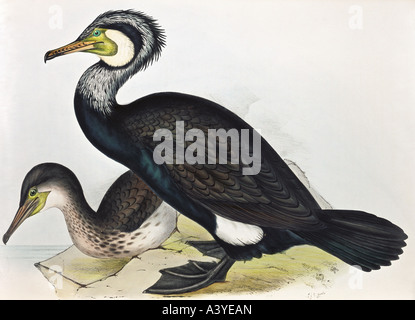 Zoologie / animal, aviaire / oiseau, phalacrocoracidae, grand cormorant, (phalacrocorax carbo), lithographie colorée, par John Gould (1804 - 1881), de 'Birds of Europe', Londres, 1832 / 1837, collection privée, , Banque D'Images